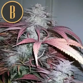 Blimburn Seeds Critical Daddy Purple - 3 feminized seeds