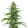 Blimburn Seeds Gorilla Glue 04 BULK- 100 feminized seeds