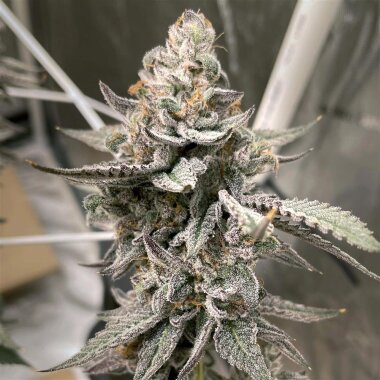 Elev8 Seeds Beaver Cookies - 3 feminized seeds