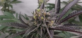 Elev8 Seeds Gary Burger - 3 feminisierte Samen