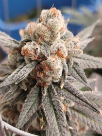 Elev8 Seeds Gelato Punch - 3 feminisierte Samen