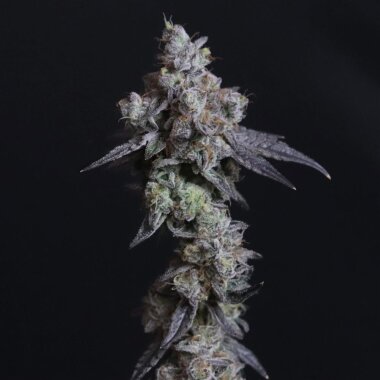 Elev8 Seeds Lady Kush - 3 feminized seeds