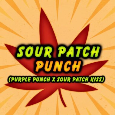 Elev8 Seeds Sour Patch Punch - 3 feminized seeds