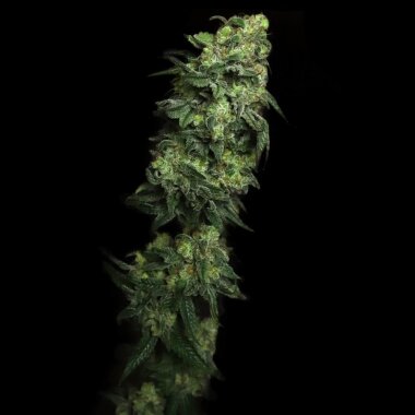 Elev8 Seeds White Serpent - 3 feminized seeds