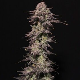 Elev8 Seeds Viking Milk - 3 feminized seeds