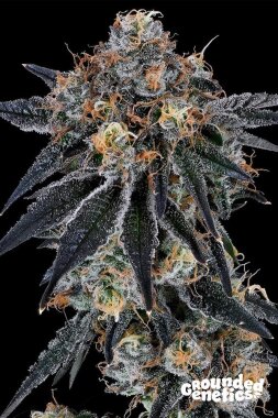 Grounded Genetics Blue Fumez - 7 feminized seeds
