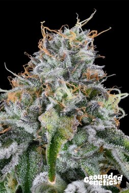 Grounded Genetics Easy Money - 7 feminized seeds
