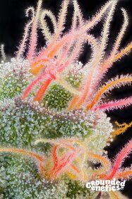 Grounded Genetics Pink Honey - 7 feminisierte Samen