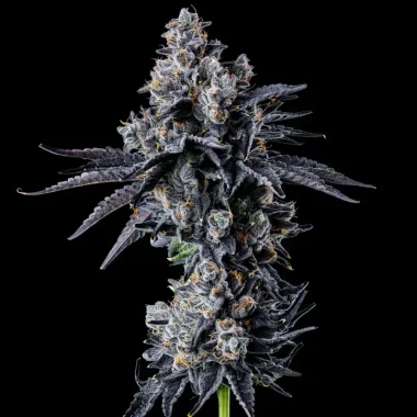 Wizard Trees Genetics Empire 54 - 6 feminized seeds