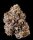 Wizard Trees Genetics Zangria S1 - 6 feminisierte Samen