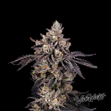 Nine Weeks Harvest Bens & Cherry - 6 feminized seeds