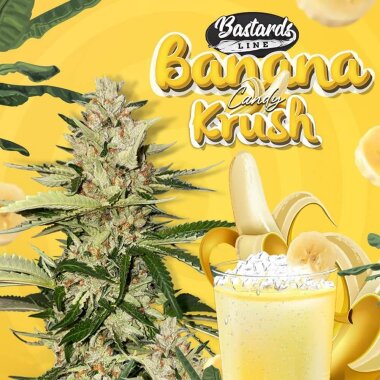 T.H. Seeds Banana Candy Krush - 6 feminized seeds