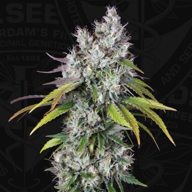 T.H. Seeds Underdawg - Birthday Cake - 5  feminisierte Samen