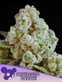 Privileged Baddie feminized cannabis seeds by Anesia Seeds