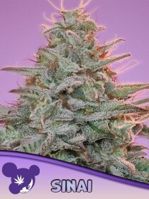 Sinai feminisierte Cannabissamen von Anesia Seeds