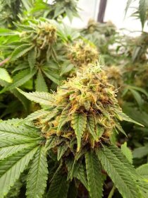 Kannabia Seed Company Amnesi-K Lemon - 3 feminized seeds