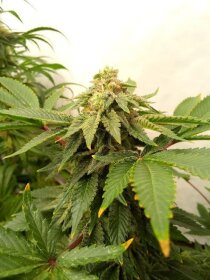 Kannabia Seed Company Amnesi-K Lemon - 3 feminized seeds