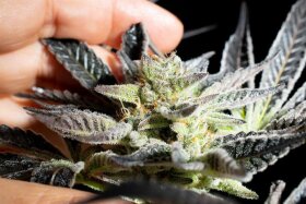 Kannabia Seed Company Apple & Bananas - 5 feminized seeds