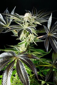 Kannabia Seed Company Apple & Bananas - 5 feminized seeds