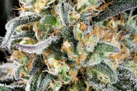Kannabia Seed Company Apple Fritter - 3 feminized seeds