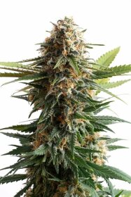 Kannabia Seed Company Big Band - 3 feminized seeds