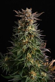 Kannabia Seed Company Big Band - 3 feminized seeds