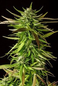 Kannabia Seed Company Dosidos - 3 feminized seeds