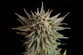 Kannabia Seed Company Gypsy Kush - 3 feminized seeds