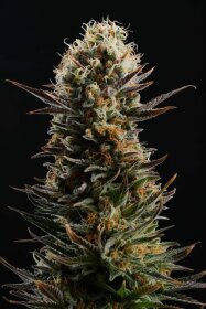 Kannabia Seed Company Kaboom - 3 feminized seeds