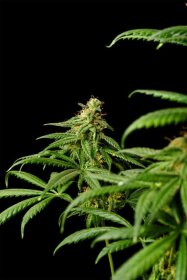 Kannabia Seed Company Mimosa Dream - 3 feminized seeds