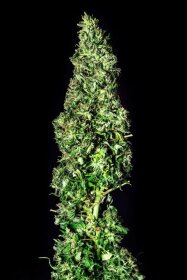 Kannabia Seed Company Moby Dick - 3 feminized seeds