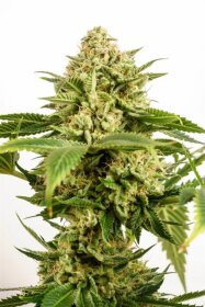 Kannabia Seed Company Monkey Grease - 3 feminized seeds