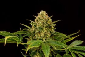 Kannabia Seed Company Monkey Grease - 3 feminized seeds