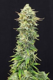 Kannabia Seed Company Pineapple Dream - 3 feminized seeds