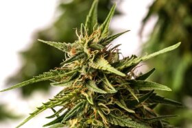 Kannabia Seed Company Pineapple Dream - 3 feminized seeds
