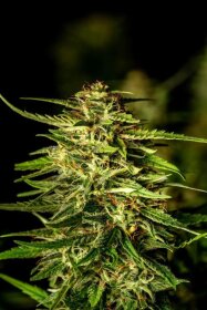 Kannabia Seed Company Pineapple Dream - 3 feminized seeds