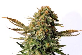 Kannabia Seed Company Russian Doll - 3 feminized seeds