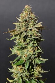 Kannabia Seed Company Russian Doll - 3 feminized seeds