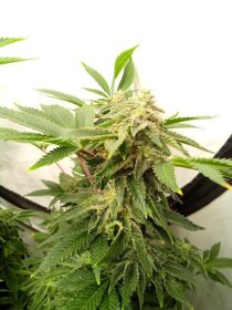 Kannabia Seed Company Super Ak - 3 feminized seeds