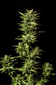 Kannabia Seed Company Break-up Cake Auto - 3 autoflowing seeds