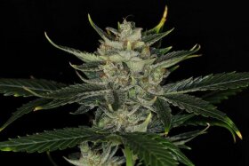 Kannabia Seed Company Gorilla King Auto - 3 autoflowing seeds