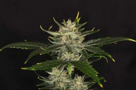Kannabia Seed Company Gorilla King Auto - 3 autoflowing seeds
