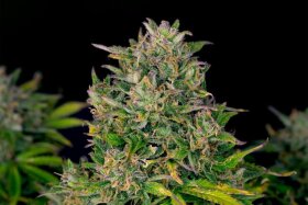 Kannabia Seed Company Zkittlez Auto - 3 autoflowing seeds