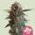 Royal Queen Seeds Mexican Rush - 3 feminized seeds