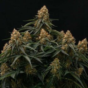 Royal Queen Seeds Gaia F1 AUTO - 3 automatisierte Samen