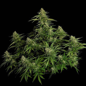 Royal Queen Seeds Gaia F1 AUTO - 3 automatisierte Samen