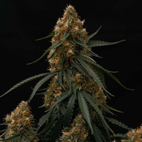 Royal Queen Seeds Gaia F1 AUTO - 3 automatisierte Samen