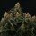 Royal Queen Seeds Gaia F1 AUTO - 3 automatisierte Samen