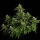 Royal Queen Seeds Gaia F1 AUTO - 3 automatisierte Samen