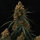 Royal Queen Seeds Gaia F1 AUTO - 3 automatisierte Samen